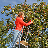 woman-picking-apples