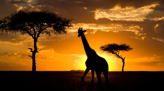 Kenya Africa Sunset with Giraffe